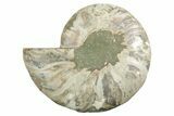 Cut & Polished Ammonite Fossil (Half) - Madagascar #347546-1